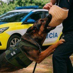 ZY-Z2002_zymiq_higiene_bucal_K9_accion